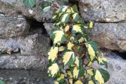 Varijacija bršljena hedere sa izuzetno žutim lišćem. Koristi se za pokrivanje zidova ili travnatih površina. Raste i u hladu i na direktnom suncu, na sušnim terenima ili u vlažnim, mračnim šumama.
