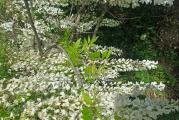 Visterija bela – wisteria floribunda alba je listopadna penjačica koja može dostići visinu  4-8 m, a širinu 2-4 m. Cveta u periodu od aprila do  maja meseca mirisnim cvetovima bele boje koji se nalaze u grozdovima. Sadimo je radi pokrivanja ograda ili nekih neuglednih zidnih površina. Orezuje se nakon cvetanja. Možemo da je oblikujemo i u malo stablo tako što ćemo, dok je biljka još mlada, isprepletati grane i vezati ih. Potreban joj je oslonac za penjanje. Odgovara joj sunce i polusenka. 
 Kupujete biljku sa slika 4 i 5. Visina oko 40 cm.
Sve slike su od mojih biljaka.

 