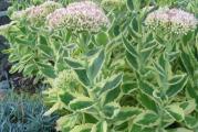 Sedum spectabile – Debela koka
listopadna perena, lisnodekorativna
Period cvetanja :septembar – oktobar
Boja cveta : roze
List: sareni
Najbolje uspevaju na sunčanim mestima, mada tolerišu i polusenku. Nije zahtevan u vezi zemljišta, uspeva i na najsiromašnijem tlu. Jedino mu ne odgovaraju suviše vlažna zemljišta jer koren može da istruli.
Odlicna u kombinaciji sa drugim biljkama.                                                
Pripisuju joj se mnoga lekovita svojstva, a mnogi ga uporedjuju sa alojom, i kazu da imaju dosta slicna lekovita svojstva. Posebno se koristi svez zdrobljen list ili sveze iscedjen sok iz lista, u kozmeticke svrhe, a spada medju najbolja prirodna sredstva za lecenje kurijih ociju, opekotina, suncanih pega, bradavica, protiv bolova u usima, i za sva upalna stanja.

KUPUJETE BILJKU SA SLIKE 2. Slikano u prolece.
