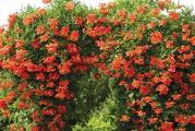Latinski naziv (Campsis radicans) je listopadna biljka penjačica koja može da izraste i od 5 do 10 metara. Vrlo je popularna biljka zbog svog egzotičnog izgleda I jarkih trubastih cvetova.

Tekoma se sadi na sunčana ili polusenovita mesta u bašti. Ako je posadite na senovito mesto, slabije će cvetati. Tekomi prija bogato drenirano zemljište. Ima plitak koren ali snažan I širi se metrima pod zemljom. Iz korena niču nove mlade biljke tekome, zato pažljivo pri presadjivanju.
Tekomu treba saditi u jesen ili u proleće. Sadite biljku na sunčanim mestima koja su zaštićena od hladnog vetra i to u nadjubrenu propusnu zemlju.
Zalivanje
Tekoma traži dosta vode. Leti je potrebno često zalivanje upravo zbog plitkog korena.
Tekoma se orezuje tek kao zrela biljka. Kad prestane cvetanje, bočne izdanke treba skratiti na dužinu od oko 30 do 50 centimetara. Orežite sve izdanke koji tokom sezone narastu.
Ako želite da uzgajate tekomu kao stablašicu, ostavite golo stablo do željene visine, a gornji deo ostavite da pušta izboje. Stablašica se može gajiti I od nekoliko grana biljke koje se isprepletaju.
U proleće tekomu treba prihraniti đubrivom, a kad nstupe letnji dani, potrebno joj je redovno zalivanje.
KUPUJETE mladu biljku sa slike 2.