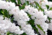 Deucija - Deutzia 
Vrste ukrasnih grmova iz roda deucija (Deutzia) se gaje u vrtu. Koriste se za sađenje kao cvetna slobodnorastuća živa ograda, a sade se i u grupama u kombinaciji sa ostalim grmovima. Postavljanje ovog ukrasnog grma blizu niskog zida ili ograde omogućava granama sa nežnim cvetovima da se preliju i stvore jedinstven vizuelni efekat u prostoru.
Ukrasni grm deucija ima uspravne grane. Može da poraste u visinu do 2 m, a u širinu do 1,5 m.
Listovi deucije su elipsoidni, tamnozeleni, a u jesen postaju žutomrki.
Deucija obilno cveta svakog proleća, od aprila do juna. Sitni cvetovi su sakupljeni u brojne krupne cvasti. Plod je suva kapsula, koja sadrži brojne male semenke.

KUPUJETE biljku sa slike 4, slikano prosle godine, sada je orezana i ceka novi rast. Saksija je 9x9 cm.


 