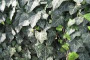 Bršljani – hedere – su veoma otporne biljke što odgovara ljubiteljima zelenila koji nemaju previše vremena za negu. Prirodna staništa bršljana su šume, drveće, vlažni položaji, stene… Inače, sve puzavice su veoma cenjene biljke jer predstavljaju lepo i korisno rešenje za pokrivanje neprivlačnih  površina. Bršljani su zimzelene biljke koje se veoma često sade u vrtovima i imaju široku primenu u hortikulturi.
Kupujete biljku sa slike 2. U saksijama fi 12-13 cm

Slanje post ekspres uz mogucnost licnog preuzimanja u Krusevcu i u Beogradu na Vracaru - gde bi isporuka bila u roku od 7 - 10 dana