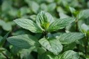 Nana ili menta (Mentha piperita) je jedna od najpoznatijih lekovitih biljaka koja se koristi od davnina u narodnoj medicini. U savremenoj medicini se nana koristi protiv mnogih bolova, tegoba, upala i infekcija, za spravljanje čajeva, pripremanje eteričnih ulja, lekova i kozmetičkih preparata.
Nana sadrži mnogo korisnih sastojaka koji se koriste za spravljanje eteričnih ulja ili čajeva (mentol, limnopen, pinen, felandren, gvožđe…)
Korišćenje
Nana se najčešće koristi u sušenom stanju, i to najviše stablo, cvet i list. Koristi se kao dodatak jelima, za spremanje čajeva, za inhalaciju, za pripravljanje eteričnih ulja, za kupke, spravljanje obloga i kao dodatak kozmetičkim preparatima. Ne preporučuje se kuvanje nane, već samo prelivanje vrelom vodom.
Čaj od nane se može piti i kao osvežavajući napitak, kako zimi tako i leti.
Nana deluje antiseptički, antibakterijski, antivirusno i umirujuće, tako da je veoma efikasna u sprečavanju i lečenju brojnih infekcija.
Nana se zbog svojih lekovitih sastojaka koristi za lečenje mnogih bolesti i tegoba.

Kupujete biljku kao sa slike 2, 3 i 4. Saksija je 11 cm ili 9x9 cm.