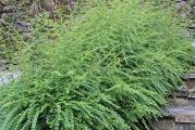 Lonicera Nitida pripada grupi zimzelenog šiblja koje izgleda kao mali zimzeleni žbun poleglog rasta Veoma je gusta, jako zelenih ovalnih listova, cveta u aprilu. Cvetovi su krem-beličaste boje, posle kojih se javljaju mali plodovi ljubičaste boje. Nije zahtevna što se zemljišta tiče, trpi mraz i sušu.Veoma zahvalna za orezivanje, kojim dobijamo na gustini i volumenu ovog zimzelenog šiblja.Sadi se na suncu i polusenci. Umereno se zaliva.

KUPUJETE biljku sa slike 2. saksija fi 12 cm ili 9 x 9 cm.

Slanje post ekspres uz mogucnost licnog preuzimanja u Krusevcu i u Beogradu na Vracaru - gde bi isporuka bila u roku od 7 - 10 dana.