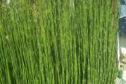 Equisetum japonicum Člankovita ukrasna trava, odlična je za sadnju pored vodenih površina, pored kamenih basta i alpinetuma. Atraktivna je i ako se zasadi pored ivičnjaka. Idealna je u kombinaciji sa drugim biljkama. Ima golo čilindrično stablo bez listova, sa žutim i braon čvorovima, pa biljka liči na bambus. Voli dosta vode pa se zato zove „ vodeni bambus“ . Zasađena u saksiji zahteva češće zalivanje. Naraste do 1m, neretko i više. Biljka je zimzelena. Voli sunce i polusenku. Raste do oko 1 metra visine. Jako brzo raste i siri se.

Kupujete biljku u saksiji fi 12 cm

Slanje post ekspres uz mogucnost licnog preuzimanja u Krusevcu i u Beogradu na Vracaru - gde bi isporuka bila u roku od 7 - 10 dana.
