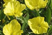 Oenothera fruticosa je trajnica visine 40-tak cm. Brzo se širi. Cveta od maja do jula. Odgovara joj mesto sa dosta sunčeve svetlosti i toplote. Tolerantna je prema lošem zemljištu i suši. Nije zahtevna biljka. Tokom zime se nadzemni delovi osuse i ponovo aktiviraju u rano prolece.

KUPUJETE biljku sa slike 3 i 4.