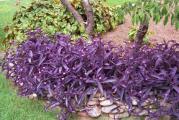 Tradescantia, ljubičasta lozica (Tradescantia pallida) poreklom je iz Meksika. Njeni listovi i stabljike imaju ljubičasto purpurnu boju; cvetovi su tročlani, blago ružičasti. Vrlo je zdrava i otporna biljka. Neobično je skromnih zahteva - uspeva i na suncu, i u polusenovitim prostorijama; lako se razmnožava; može da bude sobna biljka, a može da raste i na otvorenom. 
KUPUJETE BILJKU SA SLIKE 2, 3 i 4. Saksija fi 13 cm.