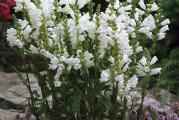 Baštenska biljka fizostegija, poznata u narodu pod imenom devojačke suze cveta od jula pa sve do kraja septembra. Njene duge cvetne drške su pune cevastih cvetova koje unose živost u vrt, ali i na terasu i balkon. Ovi cvetovi zanimljivog oblika su puni nektara i privlače leptire.
Physostegia je rod višegodišnjih biljaka cvetnica iz porodice Lamiaceae. Ime roda potiče od dve grčke reči, phisa što znači bešika i stege što znači propratni.
Stabljike fizostegije su uspravne, četvorougaone, a korenovo stablo puzeće. Zimi nadzemni deo odumire, a u proleće ponovo raste iz korena. Ova biljka poraste u visinu do 120 cm.
Listovi fizostegije su duguljasti, oštri i nazubljeni po obodu. Cvetovi su sitni, zvonasti u beloj, ružičastoj i ljubičastoj boji.
Kupujete vise biljaka u saksiji, slika 2 i 3, sa pupoljcima. Saksija Fi 12cm. Visina biljke preko 60 cm. 