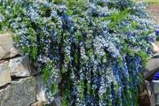 Žbunasta i aromatična biljka veoma pogodna za gajenje
Zbog svoje padajuće forme najčešće se koristi na kamenim, potpornim zidovima kao i u saksijama i žardinjerama.
Cveta tokom proleća i leta lijepim plavičastim cvjetovima.
Voli sunčane pozicije i umereno zalivanje
Kupujete lepo formiranu biljku u saksiji prečnika 13 cm. Slika 2.