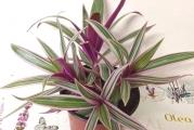 Botanički naziv:Tradescantia spathacea discolor tricolor. 
Sobna biljka,veoma laka za gajenje.Treba je ređe zalivati ali ne dopustiti da se zemlja potpuno osuši.Obavezno baciti višak vode iz tacnice posle zalivanja da koren ne bi trunuo(to važi za skoro svo sobno cveće osim vodene palme). Traži dosta svetla da bi joj šare bile intenzivnije.Leti ih ne držati na najjačem suncu.Prihrana zimi je dovoljna 1x mesečno(po provlažnoj zemlji) a u vegetaciji 1x u 10 dana.Treba joj ocedita mešavina zemlje i drenažni sloj.Biljke nikad ne saditi u čist humus!To važi za sve biljke. Biljka u ponudi se ne treba presađivati do sledećeg proleća.Ona je na slici 2. Po želji slikam sadnice pre slanja. 
