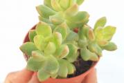 Sukulentna biljka koju zimi unosite u kuću. Оvaj zlatni sedum formira rozete које su zelene u sredini sa ivicama listova које variraju od žute do jarko narandžaste boje kada su izložene direktno sunčevoj svetlosti, retkom zalivanju i niskim temperaturama  zimi. 
Ovaj sukulente raste i širi se sa nogo rozeta na stabljikama. 
Cvet mu je na visokoj stabljici sa grozdovima belih zvezdastih cvetova, koji obično cvetaju u proleće.
Nega sukulenti
Kao i kod svih sukulenta, najbolje je pratiti raspored „natapanje i sušenje" gde biljke  duboko zalivajte ili potopite(dok voda ne iscuri iz donjih drenažni otvora), а zatim ostavite da se zemlja potpuno osuši pre nego što je ponovo zalijte. Sukulente uvek treba saditi u dobro drenirano zemljište za kaktuse i sukulente I u saksiju ili posudu koja Ima drenažne otvore. Obavezno obezbedite  svom sukulente puno jake sunčeve svetlosti како bi održao svoje žive boje, ali leti ga nemojte držati predugo na najjačem suncu. 
U ponudi su sukulenti sa po 3 rozete ko na slici. 
Najmanji iznos jedne porudžbine iz moje ponude biljaka je 500 din 
