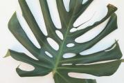 Monstera je krupna tropska lijana koju gajimo kao ukrasnu biljku.Ima vazdušno korenje koje najčešće pušta preko ruba saksije.Listovi su joj veliki,okruglastog oblika koji po sebi imaju rupe i (ili) su duboko urezani.Pri slaboj svetlosti listovi su manji i celog oboda.Ova vrsta monstere razvija veliko lišće i ima kraće razmake između listova. Treba jače ali indirektno svetlo.Od maja do septembra se đubri tečnim đubrivom svakih 15 dana.Može se koristiti i granulisano sporootapajuće đubrivo(osmokot) ili štapići za prihranu koji se samo utisnu u zemlju ali ne blizu korenja. Vremenom traži potporu.U ponudi je mlada sadnica sa druge slike.Biljku ne treba presađivati sve dok žile ne izađu napolje. Biljka sa prve slike je samo primer kako izgleda monstera kad je veća i starija.
Najmanji iznos jedne porudžbine iz moje ponude biljaka je 500 din. 