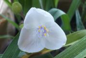 Baštenska vrsta tradescantije,perena.Cveta u rano leto.Visine je od 30-50 cm.Voli osunčana mesta ili poluhladovinu.Ipak u najtoplijem delu dana ne bi trebala biti izložena direktno suncu jer prestaje da cveta i zemlja joj se prebrzo osuši.Treba joj umerena vlaga zemlje.Kad prestane sa cvetanjem  u kasno leto i listovi se počnu sušiti, biljku slobodno možete skratiti.Biljka u proleće ponovo niče iz korena.
U ponudi je biljka posađena u saksiju pa se može cele godine saditi osim u danima kad je zemlja smrznuta.
Napomena:Najmanji iznos jedne porudžbine iz moje ponude biljaka je 500din. 