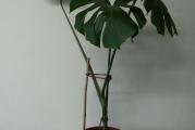 Monstera je krupna tropska lijana koju gajimo kao ukrasnu biljku.Ima vazdušno korenje koje najčešće pušta preko ruba saksije.listovi su joj veliki,okruglog oblika koji po sebi imaju rupe i (ili) su duboko urezani.Pri slaboj svetlosti listovi su manji i celog oboda.Voli indirektno svetlo.Od maja do septembra se đubri tečnim đubrivom svakih 15 dana.Vremenom traži potporu.U ponudi je mlada sadnica visine oko 30 cm sa 3 lista. Biljka sa slike je samo primer kako izgleda monstera kad je veća.
Najmanji iznos jedne porudžbine iz moje ponude biljaka je 500 din. 