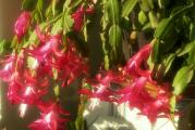 Božićni kaktus,šlumbergera,decembar-jedno je od naziva ove sukulentne sobne biljke.Veoma je laka za održavanje.Mora se voditi računa samo da se ne zaliva previše.Od kasnog proleća do jeseni biljku je poželjno izneti napolje u senku.U vreme vrućih letnjih dana trebalo bi biljku orošavati i malo češće zalivati.Zbog letnjih pljuskova postaviti ispod saksija kamenčiće i ukloniti tacnicu da se ne bi voda zadržavala u zoni korena.U jesen kad se biljka unese u kuću staviti je na svetlo i prohladno mesto i ne premeštati je jer bi mogla odbaciti buduće pupoljke.Zimi cveta i u rano proleće.Tada umereno zalivati.Posle cvetanja sama odbacuje cvet.Prihrana u vegetaciji je jednom u 3 nedelje.Posle cvetanja se smanjuje zalivanje na tek povremeno da biljka ne bude potpuno suva a prihrana se obustavlja.Tada se može i orezati po potrebi.
