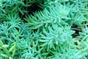 Vrsta seduma sivo-plave boje.Cveta u julu-avgustu žutim štitastim cvetom na uspravnoj cvetnoj stabljici.Uspešno raste na svim položajima s tim što bude krupniji i lepe plavkaste boje ako je u poluhladovini.Ne voli previše vode,traži dobro drenirano tlo.
biljka je zasađena u saksiju 7-8.
Najmanji iznos jedne porudžbine iz moje ponude biljaka je 500 din. 
