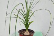Ova biljka veoma sporo raste. Pripada porodici Agave.Ima duge tanke listove koji padaju ka zemlji.Stablo joj je pri zemlji zadebljalo.Veoma je laka za gajenje.Leti je zalivajte umereno odstajalom vodom ali se zemlja mora prosušiti između dva zalivanja jer joj mnogo vode može naškoditi.Nikad ne ostavljati vodu u podmetaču!Zimi zalivati jednom mesečno i ne prihranjivati.Traži dosta svetlosti ali ne direktno sunce.Povremeno orošavati.Presađivanje se vrši uglavnom svake druge godine u malo veću saksiju u mešavinu zemlje koja se sastoji od obične baštenske zemlje,,humusa i peska u razmeri 1:1:1.
U ponudi je biljka poput ove sa glavne slike, starosti 6 godina.Treba je presaditi na proleće. Po želji slikam cveće pre slanja.Sobno cveće šaljem i zimi obezbeđeno od smrzavanja 
