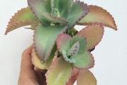 Kalanchoe pripadaju rodu sukulenata. 
Laka je za negu. Treba joj dosta svetlo mesto da bi dobila prelepe boje kao sa slika 1 i 2. Boje su joj najjače u proleće. U zimskom periodu obično budu zagasito zeleno-sive boje. Leti ne držati dugo na direktnom suncu da ne izgore listovi Najbolje je leti da imaju jako indirektno svetlo. Zimi može da stoji na direktnom svetlu na prozorskoj dasci ali ne iznad radijatora. Supstrat treba da bude dosta porozan, uz dodatak malo peska i humusa ili uzeri supstrat za sukulente i kaktuse. Zaliva se kad se supstrat dobro prosuši. Tada je dobro zaliti, ocediti pa vratiti na svoje mesto. Ako ostane u tacnici ili ukrasnoj posudi višak vode, obavezno baciti da se ne javi trulež korena. Zimi manje zalivati ako je na svežijem mestu(oko 15-17 stepeni).Veoma lako se razmnožava mnoštvom mladih biljčica koje rastu na krajevima listova. Već na listovima počnu stvarati mlade korenčiće. Kad budu spremne, same padnu na zemlju i tu se ukorene. 
Kupujete jaku, mladu biljku trenutno zelene boje. Slike su primeri kako biljka izgleda u raznim fazama. Biljku u ponudi ću vam naknadno slikati. 
Najmanji iznos jedne porudžbine iz moje ponude biljaka je 500 din. 
