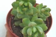 Sukulentna biljka koju zimi unosite u kuću. Оvaj zlatni sedum formira rozete које su zelene u sredini sa ivicama listova које variraju od žute do jarko narandžaste boje kada su izložene direktno sunčevoj svetlosti, retkom zalivanju i niskim temperaturama  zimi. 
Ovaj sukulente raste i širi se sa nogo rozeta na stabljikama. 
Cvet mu je na visokoj stabljici sa grozdovima belih zvezdastih cvetova, koji obično cvetaju u proleće.
Nega sukulenti
Kao i kod svih sukulenta, najbolje je pratiti raspored „natapanje i sušenje" gde biljke  duboko zalivajte ili potopite(dok voda ne iscuri iz donjih drenažni otvora), а zatim ostavite da se zemlja potpuno osuši pre nego što je ponovo zalijte. Sukulente uvek treba saditi u dobro drenirano zemljište za kaktuse i sukulente I u saksiju ili posudu koja Ima drenažne otvore. Obavezno obezbedite  svom sukulente puno jake sunčeve svetlosti како bi održao svoje žive boje, ali leti ga nemojte držati predugo na najjačem suncu. 
U ponudi su sukulenti sa po 3 rozete ko na slici. 
Najmanji iznos jedne porudžbine iz moje ponude biljaka je 500 din 
