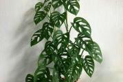 Ova vrsta monstere spada u vrstu lijana, kao i velika monstera deliciosa,s tim što je ova vrsta neuporedivo manjih listova, 10-12 cm veličine.Idealna za kućne uslove,tropska biljka.Voli indirektno svetlo,umerenu toplinu i vlažnost vazduha.Možete joj staviti merdevinice da se penje ili je gajiti kao puzavicu u visećim saksijama.Umereno zalivajte.Višak vode posle zalivanja obavezno sklanjati iz tacnice. 
U ponudi je lepa sadnica dužine oko 20cm,posađena u saksiju 13.Biljku nije potrebno presađivati ove godine.
Najmanji iznos jedne porudžbine iz moje ponude biljaka je 500 din. 