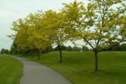 cena je za 30 semena
Gledičija ili trnovac (Gleditsia triacanthos) je listopadno stablo iz porodice mahunarki.Naraste do 30 metara visine tvoreći veliku, široku prozračnu krošnju.Gledičija cveta krajem maja, početkom juna.Gledičija je izuzetno medonosna biljka. Pčele sakupljaju nektar i pelud.Dnevni prinos može biti do 4kg po košnici, dok prinos meda po 1 ha može iznositi oko 250 kg.Razmnožavanje je moguće semenkama koje imaju visoku klijavost.Traži dobro drenirano tlo, te stanište s puno sunca. Dobro podnosi suše i orezivanje, može se uzgajati i kao živica.Semenke su jestive, kako sirove tako i kuvane.Drvo je gusto i tečko , otporno na truljenje prilkom dodira s vodom te je pogodno za izradu nameštaja i drugo.