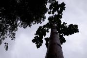 PAULOWNIA SEMENA SA SERTIKATOM O POREKLU SEMENA+UPUSTVO 
SADA je vreme setve za prolecnu sadnju.
Cene pakovanja semena sa upustvom i sertifikatom o poreklu:
1000  semena = 500 dinara 
3000  semena = 1000 dinara
dip.ing sumarstva
U ponudi imamo : hibrid 9501, 9503 elongata, shantong.
Medonosne vrste: tomentosa, evodija, uz seme dobijate sertifikat o poreklu semena.
Smrca picea pungens, ginko biloba, seme tuje...
Za 5 godina dostize i do 18m visine / 40 cm precnik

Seme ce biti poslato u roku od 24h pouzecem preko poste.

Pored kupovine semena, dacemo Vam sve neophodne savete za samu setvu i dalju negu sadnica, mere zastite, prehrane sadnica, cepovanje, dalja nega šume.
(može slanje i izvan Srbije)
(Za svako share-deljenje stranice ko porucuje dobija 300 semena dodatno)

PORED SEMENKI PAULOVNIJE U PONUDI IMAMO SEMENA I SADNICE EVODIJE-najmedonosnija vrsta Evodija je ukrasno i medonosno drvo, ili zbun, u zavisnosti kako se orezuje. Izuzetno je bogata polenom i ubraja se u jednu od njaboljih pčelarskih 
biljka.
Cena semena smrce picea pungens 200 semena=500 dinara
Cena semena evodije 300 semena =500 dinara
.
