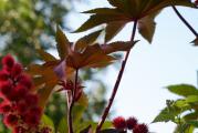 Ricinus crveni domaći permakulturni organski seme semena
Ricinus communis
Vrlo dekorativan u svakoj bašti a ujedno tera i krtice. Ne traži puno nege a naraste i do tri metra.
Sva semena su odgajana u našoj bašti, po principima permakulture, biodinamike i regenerativne poljoprivrede. Zemljište je đubreno samo prirodnim organskim đubrivima i kompostom. Bez trunke hemije ga gajimo godinama. Raslo je potpuno prirodno i što je najvažnije sa puno ljubavi.
Semena su od prošle sezone, pa je klijavost odlična.
Za svaku potrošenu hiljadu dobijate kesicu semena po izboru!
Za porudžbine manje od 350 dinara, kupac snosi trošak provizije sajta u iznosu od 50 dinara.
Biologika
