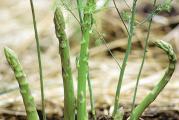 Špargla šparoga asparagus domaće seme netretirano biologika
Asparagus officinalis
Špargla je višegodišnja jestiva biljka. Jedu se mladi izdanci i vro su zdravi i ukusni. Ne traži zalivanje niti posebnu negu, a svako proleće izbija u sve većem broju. Osim toga deluje i vrlo dekorativno.   
Sva semena su odgajana u našoj bašti, po principima permakulture, biodinamike i regenerativne poljoprivrede. Zemljište je đubreno samo prirodnim organskim đubrivima i kompostom. Bez trunke hemije ga gajimo godinama. Raslo je potpuno prirodno i što je najvažnije sa puno ljubavi.
Semena su od prošle sezone, pa je klijavost odlična.
Za svaku potrošenu hiljadu dobijate kesicu semena po izboru!
Za porudžbine manje od 350 dinara, kupac snosi trošak provizije sajta u iznosu od 50 dinara.
Biologika
