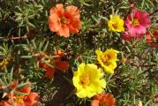 Prkos multikolor cveće sukulenti regenerativna poljoprivreda
Portulaca grandiflora
Ovo cveće zovu prkos jer prkosi suncu tako što skuplja vodu u svojim sukulentnim listićima. Cveta celog leta, cvetovi se otvaraju pre i posle podne i presladak je u svakoj bašti. Raste nisko, ne više od 20 cm, pa je odličan i za žardinjere. 
Sva semena su odgajana u našoj bašti, po principima permakulture, biodinamike i regenerativne poljoprivrede. Zemljište je đubreno samo prirodnim organskim đubrivima i kompostom. Bez trunke hemije ga gajimo godinama. Raslo je potpuno prirodno i što je najvažnije sa puno ljubavi.
Semena su od prošle sezone, pa je klijavost odlična.
Za svaku potrošenu hiljadu dobijate kesicu semena po izboru!
Za porudžbine manje od 350 dinara, kupac snosi trošak provizije sajta u iznosu od 50 dinara.
Biologika
