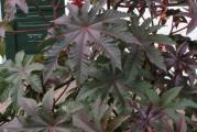 Ricinus crveni kastor castor permakultura biodinamika

Ricinus communis

U Africi ricinus raste kao drvo, a kod nas se gaji kao jednogodišnja biljka. Ima ogromne tropske listove, crvenkasto zelene i detalj je u bašti za nezaboraviti. Voli bogato zemljište i dosta ga degradira, ali i tera krtice. Od njega sledeće godine možete dobiti svoje seme.

Semena su odgajana u našoj bašti, po principima permakulture i biodinamike. Zemljište je isključivo ručno obrađivano, tretirano je samo prirodnim organskim đubrivom i zalivano bunarskom vodom i kišnicom. Raslo je potpuno prirodno i što je najvažnije sa puno ljubavi.

Cena za 10 semenki je 150 dinara.

Seme je od poslednje sezone pa je i klijavost odlična.

Uz račun preko 1500 dinara na poklon dobijate tinkturu po vašem izboru, uz račun preko 2500 dinara dobijate tinkturu i macerat, uz račun preko 3500 dobijate i melem a preko 4000 i poštarina je besplatna.

Biologika

 