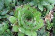 Čuvarkuća seme permakultura biodinamika biologika
Sempervivum tectorum
Čuvarkuća je višegodišnja zimzelena sukulentna biljka koju često vidimo po krovovima odakle čuva našu kuću. Vrlo je otporna i ako nađe dobro mesto uživaće tu godinama. Dobro podnosi jako sunce i sušu ali voli i hlad i kišne periode kada buja. 
Sva semena su odgajana u našoj bašti, po principima permakulture, biodinamike i regenerativne poljoprivrede. Zemljište je đubreno samo prirodnim organskim đubrivima i kompostom. Bez trunke hemije ga gajimo godinama. Raslo je potpuno prirodno i što je najvažnije sa puno ljubavi.  Semena su od prošle sezone, pa je klijavost odlična.
Cena za 50 semenki je 150 dinara.
Za svaku potrošenu hiljadu dobijate kesicu po vašem ili našem izboru!
Za porudžbine manje od 350 dinara, kupac snosi trošak provizije sajta u iznosu od 50 dinara.
Biologika
