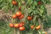 Paradajz jabučar krupni baš domaće seme biologika
Solanum lycopersicum
Super krupni crveni paradajz koji je selekcionisan godinama i čuvano seme. Izdašan je i neprevaziđen ukus ima za kuvanje. Mi ga prskamo i đubrimo samo prirodnim preparatima i đubribvima što ga čini dosta otpornim i daje baš krupne plodove, preko 1kg. 
Sva semena su odgajana u našoj bašti, po principima permakulture, biodinamike i regenerativne poljoprivrede. Zemljište je đubreno samo prirodnim organskim đubrivima i kompostom. Bez trunke hemije ga gajimo godinama. Raslo je potpuno prirodno i što je najvažnije sa puno ljubavi.
Semena su od prošle sezone, pa je klijavost odlična.
Za svaku potrošenu hiljadu dobijate kesicu semena po izboru!
Za porudžbine manje od 350 dinara, kupac snosi trošak provizije sajta u iznosu od 50 dinara.
Biologika
