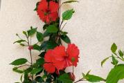 Tropski hibiskus krupnog cveta crvene boje sa nazubljenim laticama. Cveta tokom cele godine, voli dosta sunca i redovnu prihranu.U jesen kada su temperature niže od 13 stepeni mora se uneti u zatvoren prostor kada joj se orezuju bočne grane. U aprilu se može izneti na terasu ili baštu. U toku leta formira kompaktan žbun. Biljka je stara 4 godine, visine oko 120cm. 