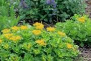 Ovo je zimzeleni sedum, koji se najčešće gaji  kao pokrivač tla. Cveta žutim cvetićima u maju i junu mesecu. Vrlo brzo se širi. Traži propusno zemljište i  umereno zalivanje. Razmnožava se reznicama.