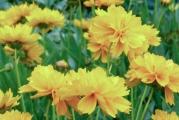 Ovo je trajnica koja cveta tokom celog leta cvetovima žute boje. Raste žbunasto do visine od 40 cm. Sadi se kako u vrtu, tako i u žardinjerama. Vrlo je jednostavna za gajenje. Voli sunčane položaje.