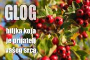 Etanolno-vodeni ekstrakt ploda gloga (Crataegi fructus)

Osobine: Plod gloga sadrži kardiotonične amine, oligomerne procijanidine, flavonoide.

Primena: Aktivni sastojci ploda gloga povoljno deluju na prokrvljenost srčanog mišića, na snagu srčane kontrakcije i normalizovanje srčanog ritma, pa se upotreba KAPI OD PLODA GLOGA preporučuje preventivno, za jačanje srčanog mišića kod blažih oblika oslabljenog srca.

Neželjeni efekti i interakcije sa lekovima : Aktivni sastojci ploda gloga mogu uticati na metabolizam pojedinih lekova, stoga preporučujemo da se o upotrebi Kapi ploda gloga istovremeno sa redovnom medikamentoznom terapijom posavetujete sa lekarem ili farmaceutom.

Upotreba: 30 kapi sipati u rakijsku čašu vode i popiti u toku dana

Čuvanje: Na tamnom i hladnom mestu.

Rok upotrebe: Neograničen