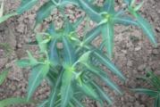 Krtičarka (Euphorbia)-biljka koja ubija krtice. Koren biljke iritira krtice i zato beže ili je grickaju i zbog otrova u korenu uginu. Višegodišnja biljka.
Jednom se kupuje, trajno štiti od krtica, slepog kučeta i sličnih podzemnih štetočina.
Otporna je na toplotu i hladnoću - mraz, i ne zahteva nikakve posebne uslove osim redovnog zalivanja.
Upravo odbacuje semenke, pa je najbolje da se sada poseje posto se inace samorasejava.

50 semenki
