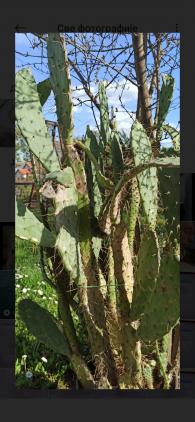 Opuntia ficus indica (Indijska smokva)