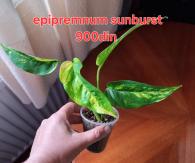 Epipremnum sunburst 