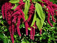 Amaranthus caudatus - Amaranth Love Lies Bleeding