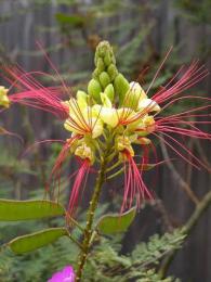 Caesalpinia gilliesii - mexican bird of paradise