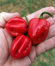 Red Savina chili (seme)