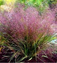 Eragrostis spectabilis  Purple Love Grass, ukrasna trava  