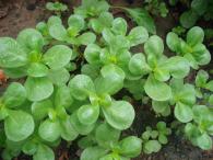 Širokolisnati turski tušt (Portulaca oleracea L.) - sa omega kiselinama, snižava holesterol