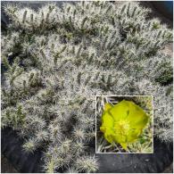  Cylindropuntia whipplei LZ267 westlich Cameron Arizona /1800