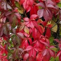 Parthenocissus quinquefolia - Petolisna lozica