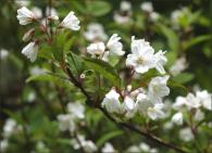 Deutzia x kalmiiflora - Lemoinei