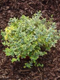 Euonymus fortunei - Emerald Gold 