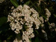 Viburnum rhytidophyllum