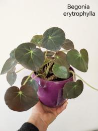 Begonia eryteophylla slonovo uho